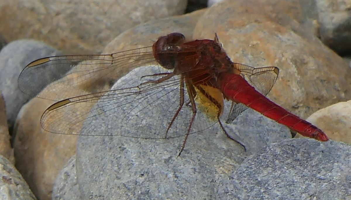 Crocothemis erythraea  - Fabio Angeli