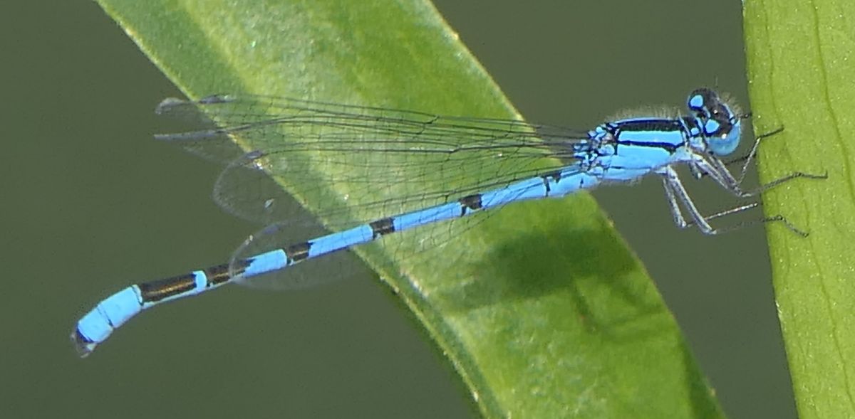 Enallagma cyathigerum  - Fabio Angeli