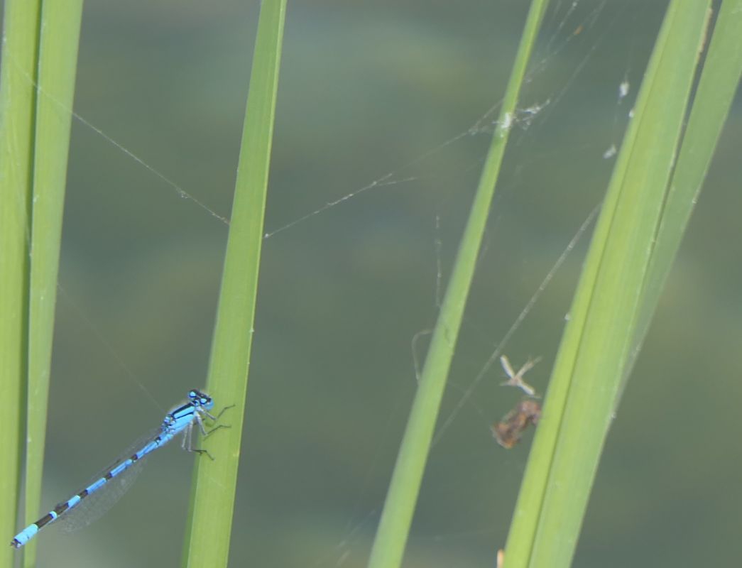 Enallagma cyathigerum  - Fabio Angeli
