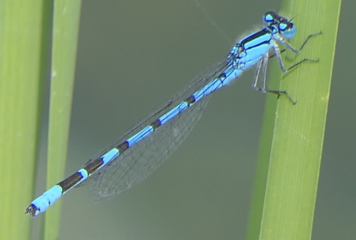 Enallagma cyathigerum  - Fabio Angeli