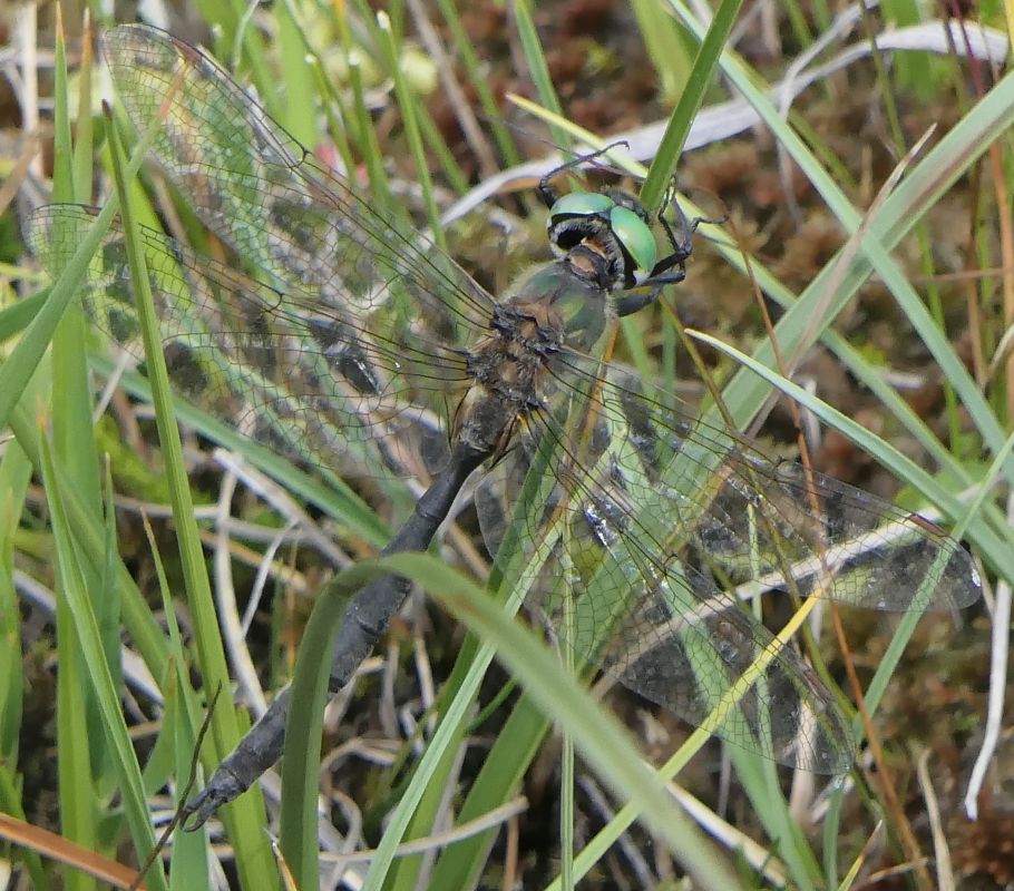 Somatochlora arctica  - Fabio Angeli