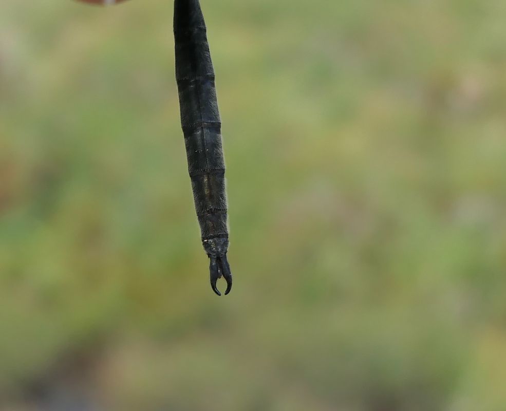Somatochlora arctica  - Fabio Angeli
