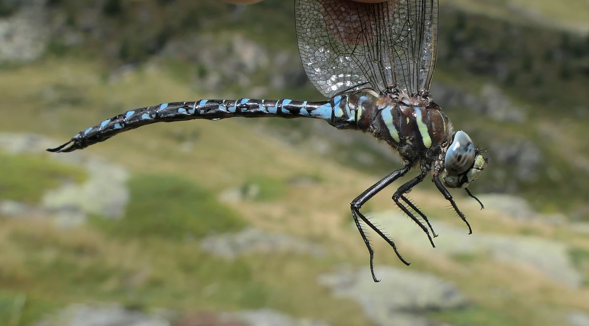 Aeshna juncea  - Fabio Angeli