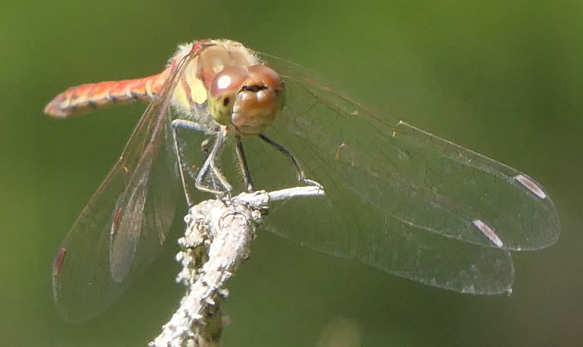 Sympetrum striolatum  - Fabio Angeli