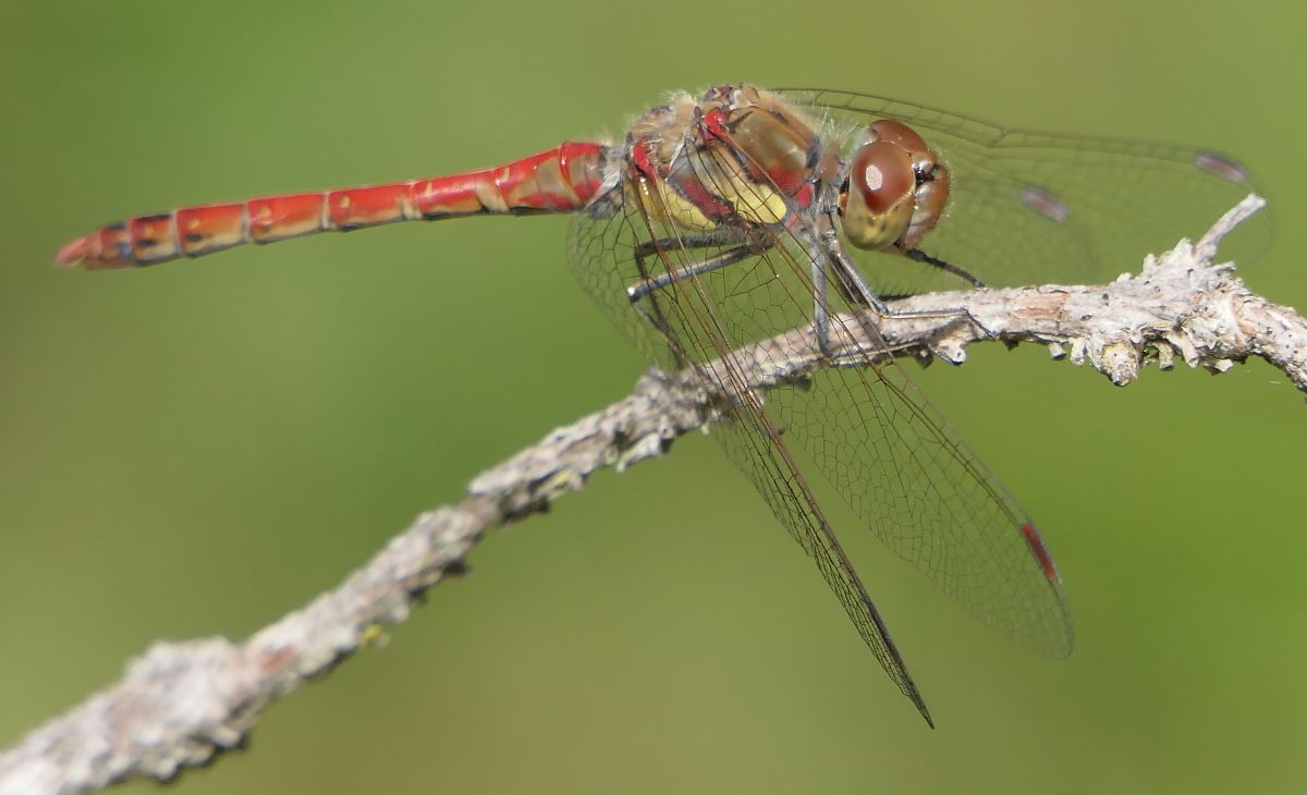 Sympetrum striolatum  - Fabio Angeli