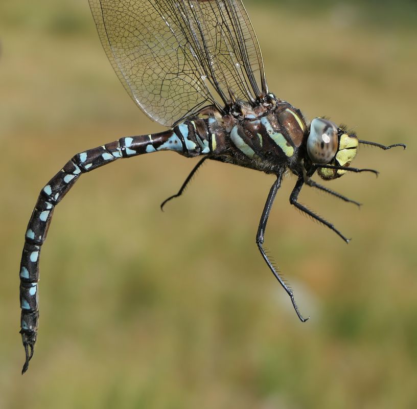 Aeshna juncea  - Fabio Angeli