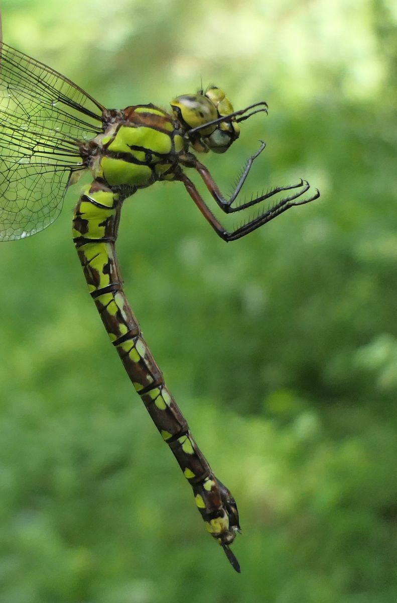 Aeshna cyanea  - Fabio Angeli