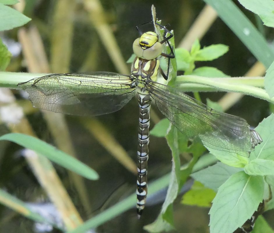 Aeshna cyanea  - Fabio Angeli