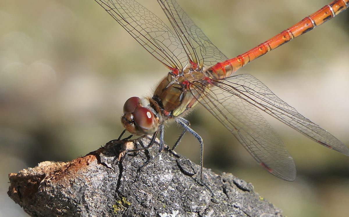 Sympetrum striolatum  - Fabio Angeli