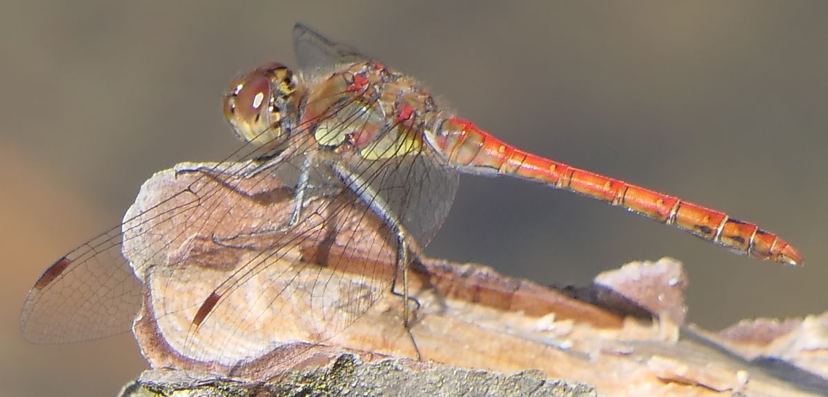Sympetrum striolatum  - Fabio Angeli