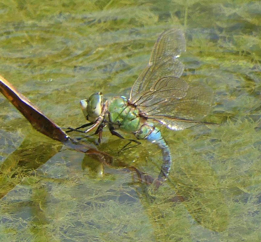 Anax imperator  - Fabio Angeli