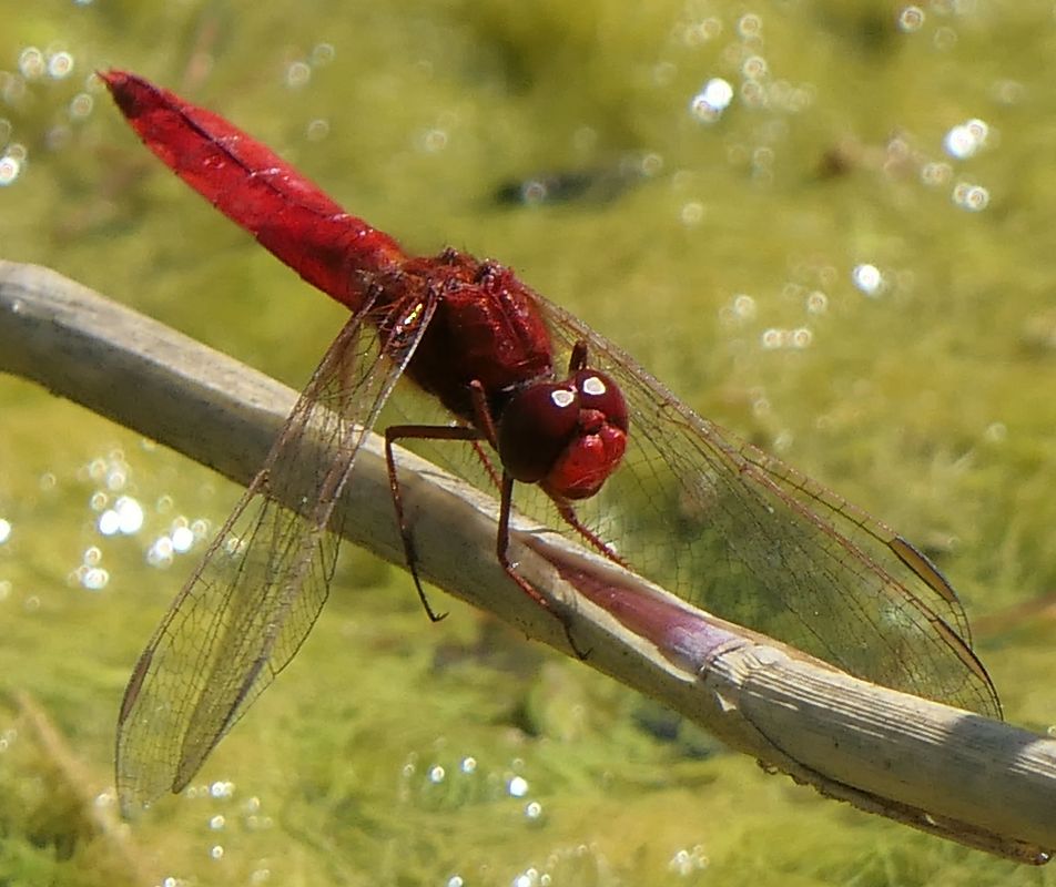 Crocothemis erythraea  - Fabio Angeli