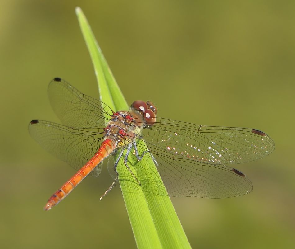 Sympetrum striolatum  - Fabio Angeli