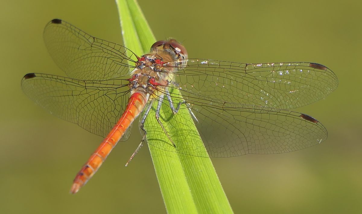 Sympetrum striolatum  - Fabio Angeli