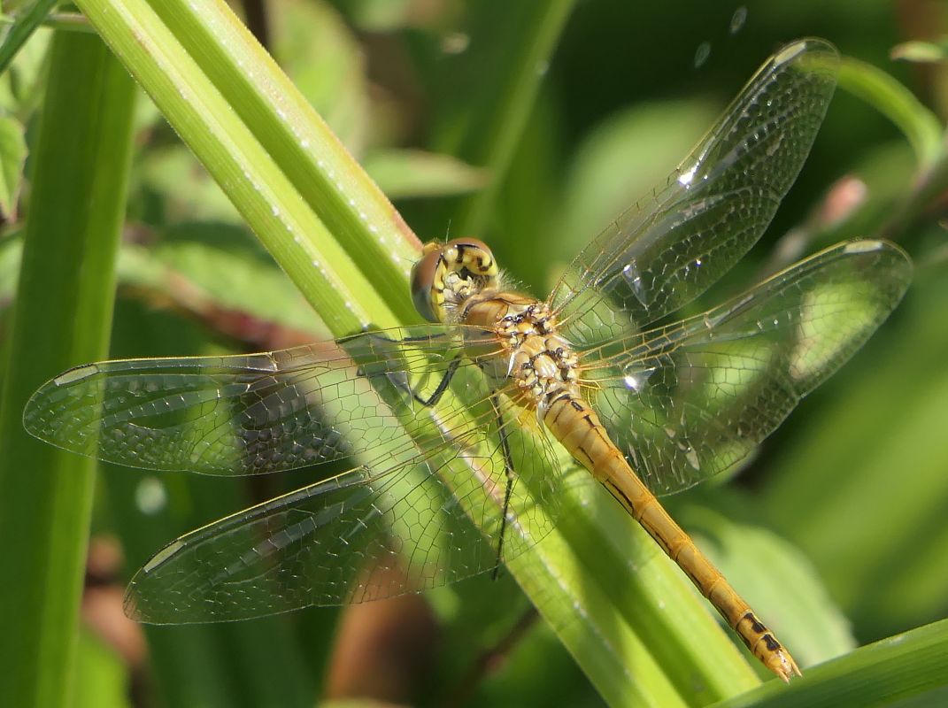 Sympetrum fonscolombei  - Fabio Angeli