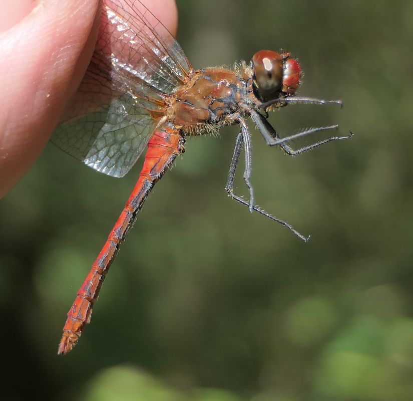 Sympetrum sanguineum  - Fabio Angeli