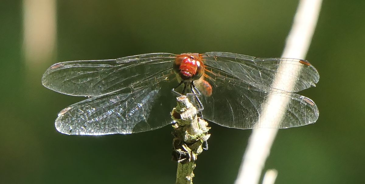 Sympetrum sanguineum  - Fabio Angeli