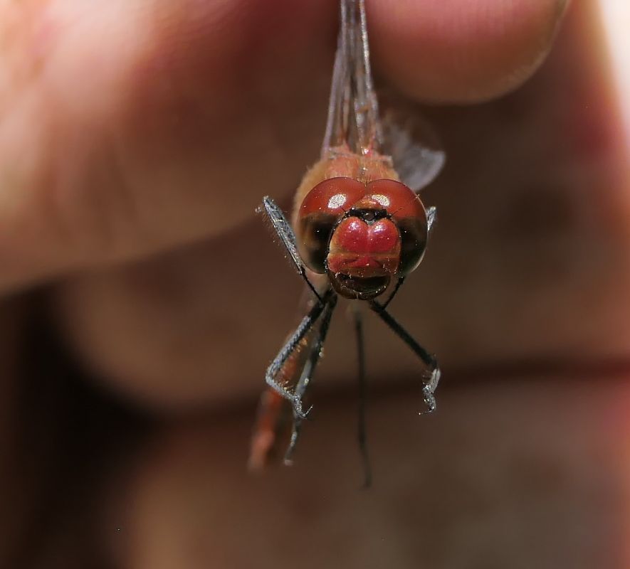 Sympetrum sanguineum  - Fabio Angeli