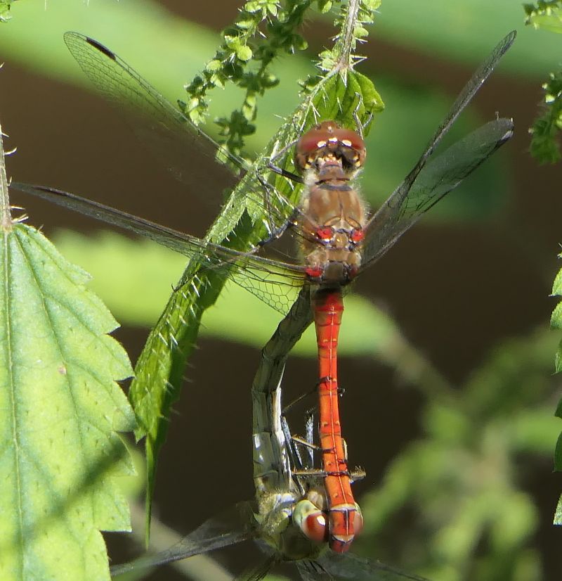Sympetrum striolatum  - Fabio Angeli