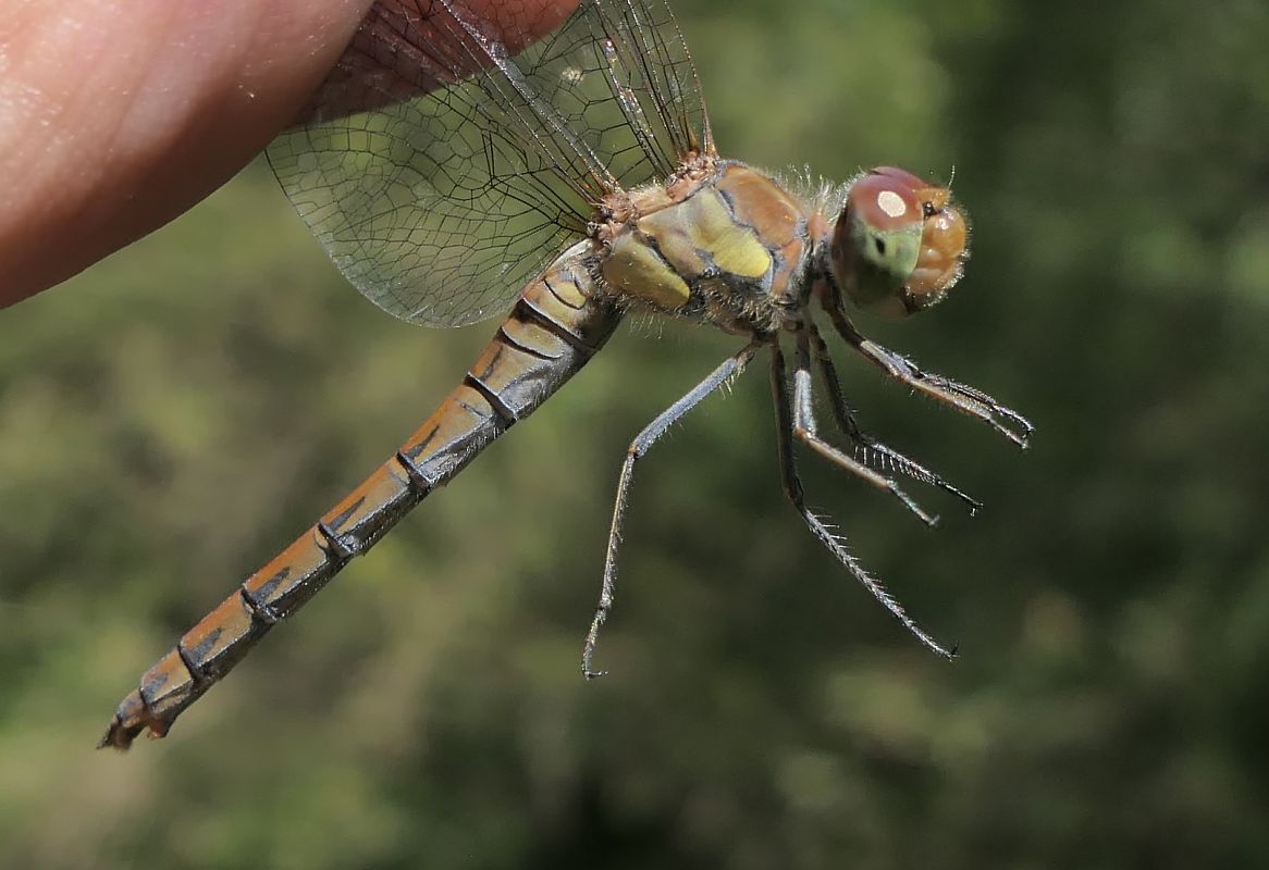 Sympetrum striolatum  - Fabio Angeli