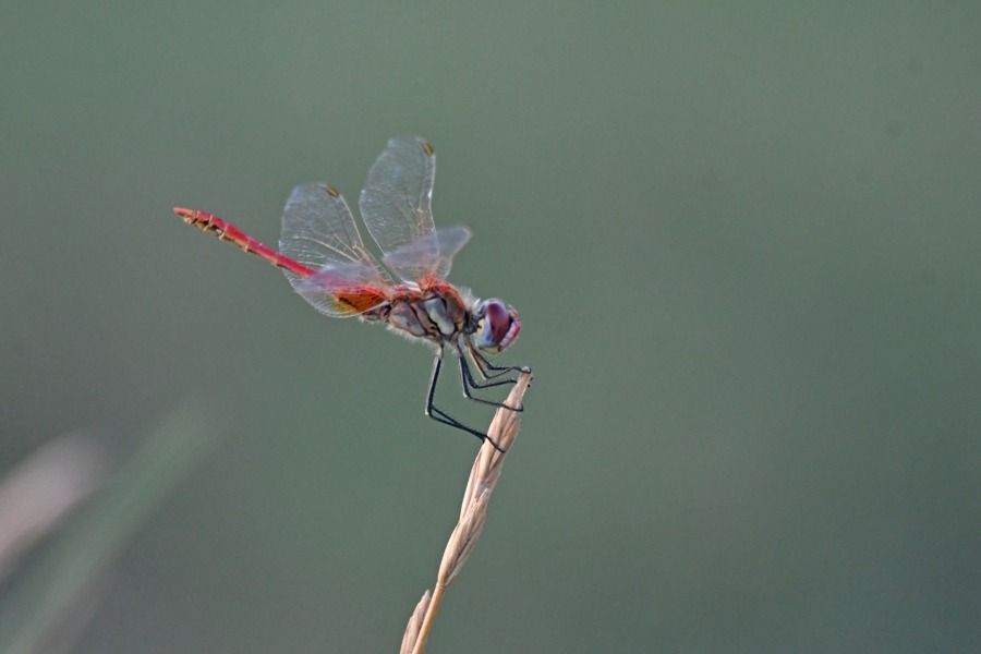 Sympetrum fonscolombei  - Giovanni Fontanesi