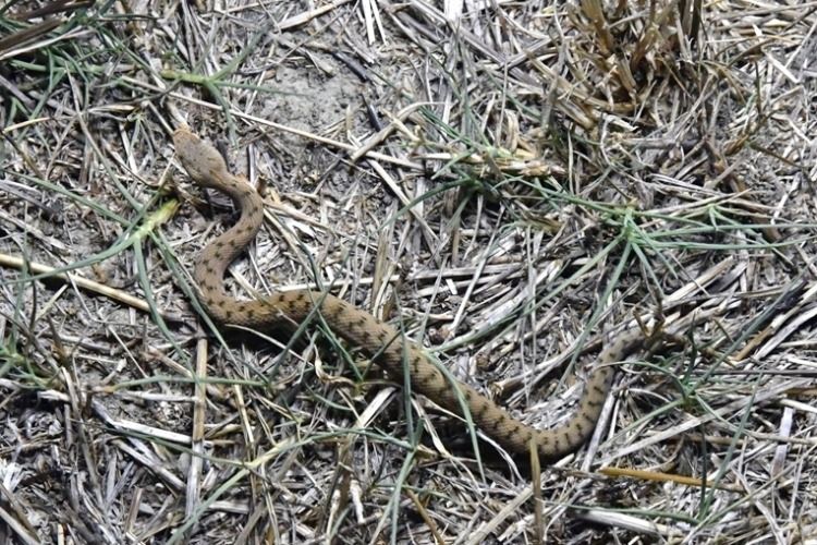 Vipera comune  - Giovanni Fontanesi