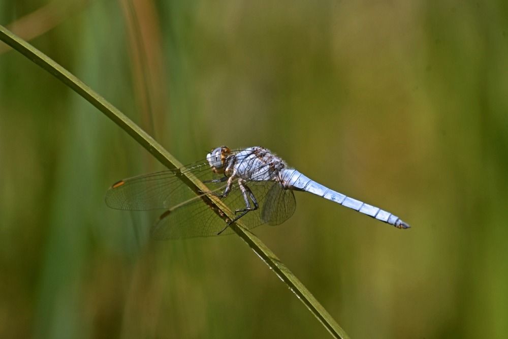 Orthetrum brunneum  - Giovanni Fontanesi