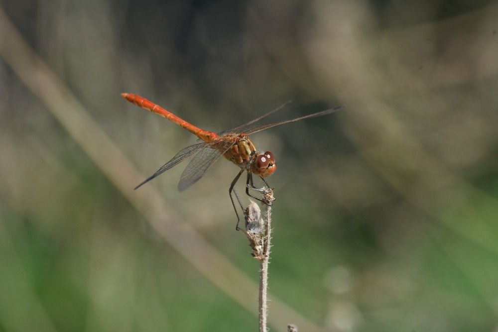 Sympetrum sanguineum  - Giovanni Fontanesi