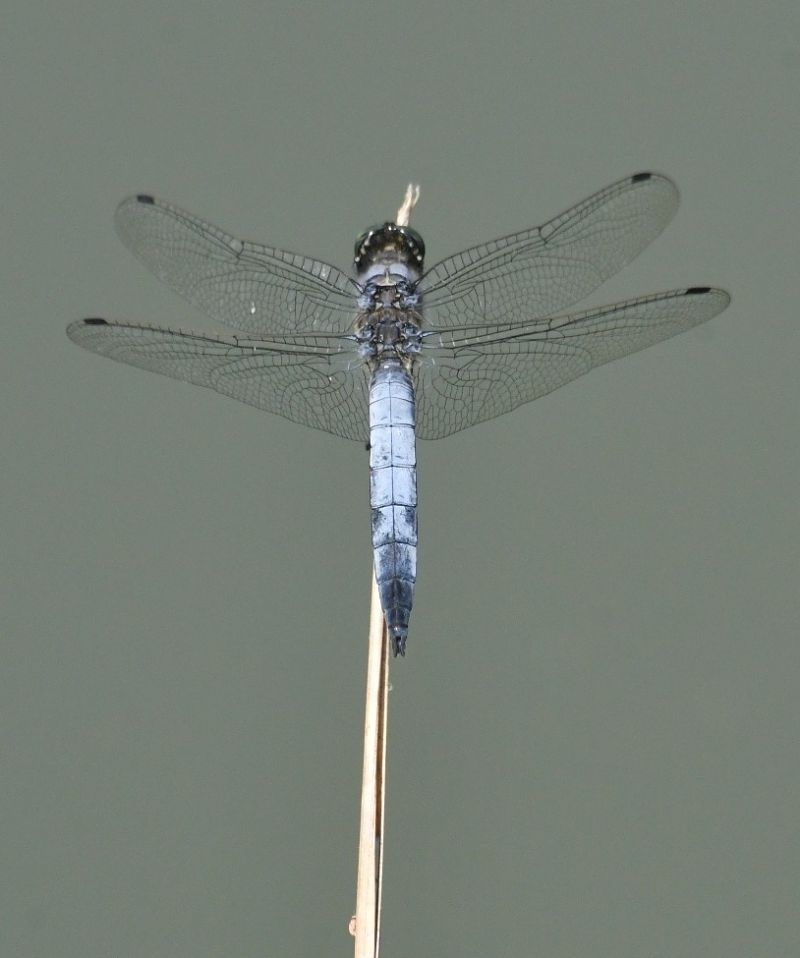 Orthetrum cancellatum  - Giovanni Fontanesi