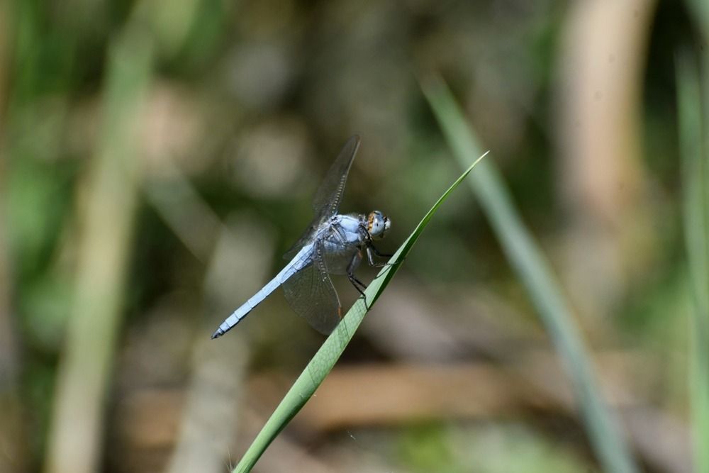 Orthetrum brunneum  - Giovanni Fontanesi