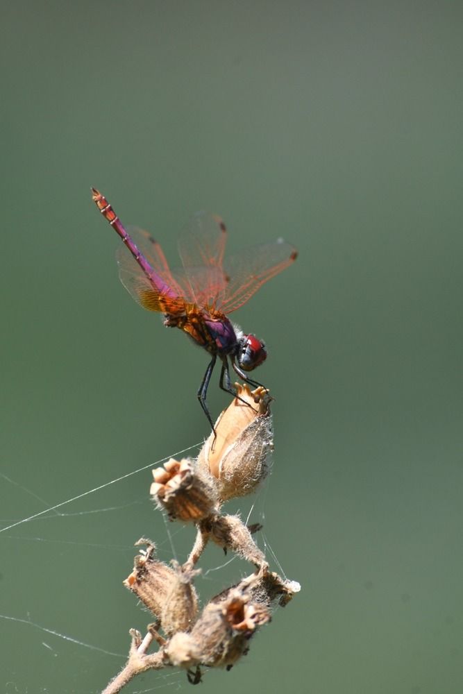 Trithemis annulata  - Giovanni Fontanesi