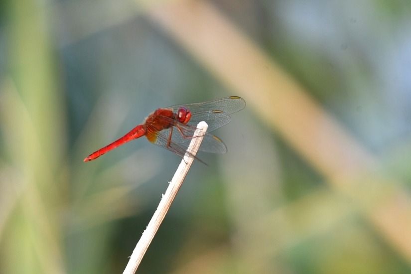 Crocothemis erythraea  - Giovanni Fontanesi