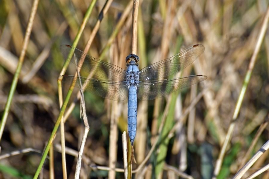 Orthetrum brunneum  - Giovanni Fontanesi