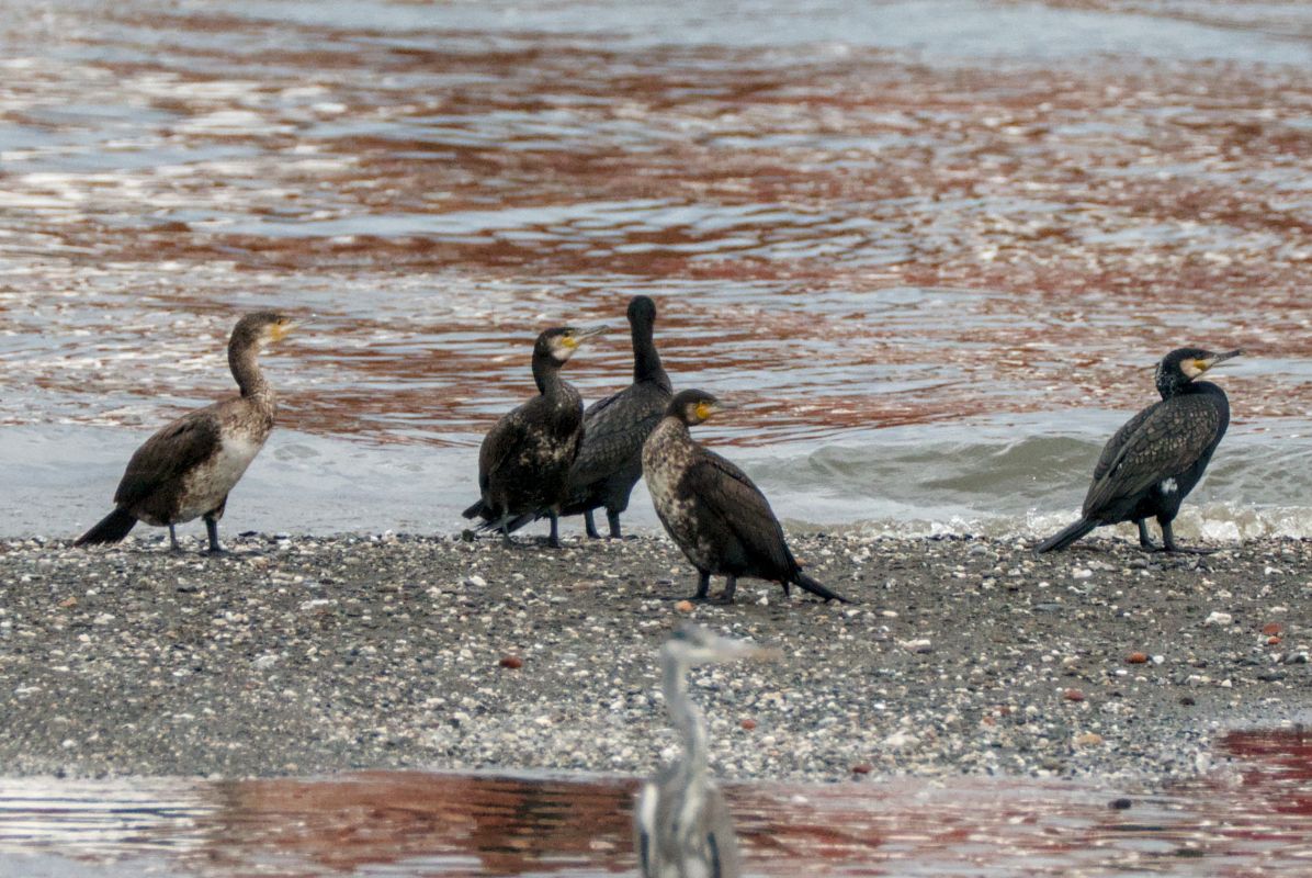 Cormorano  - Emanuele Pontiggia