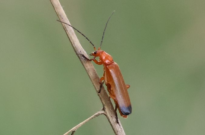 Rhagonycha fulva  - Lorenzo Lanzani