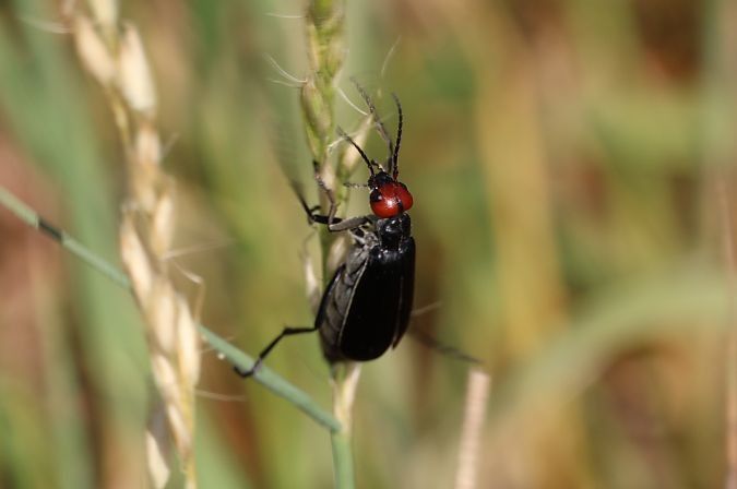 Coleoptera sp.  - Lorenzo Lanzani