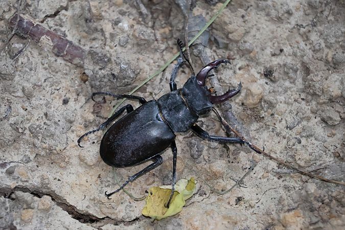 Lucanus cervus  - Lorenzo Lanzani