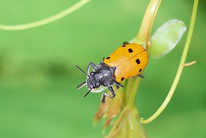 Lachnaia italica  - Lorenzo Lanzani