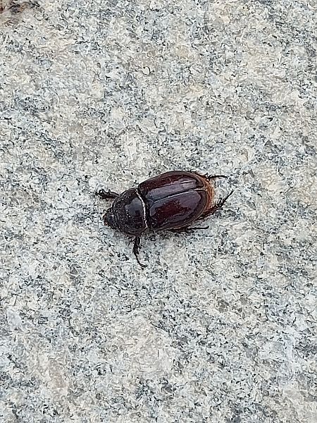 Oryctes nasicornis  - Lorenzo Lanzani
