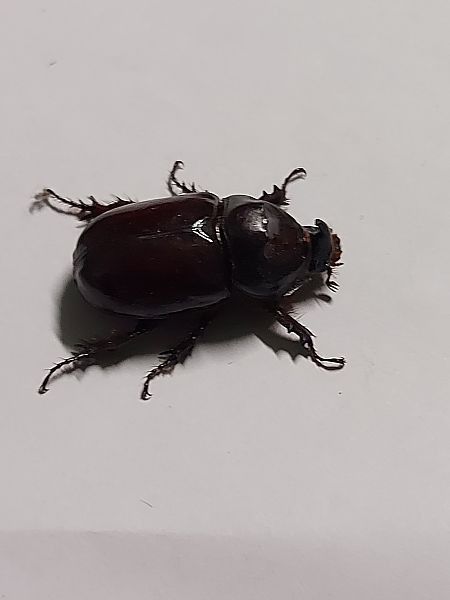 Oryctes nasicornis  - Lorenzo Lanzani