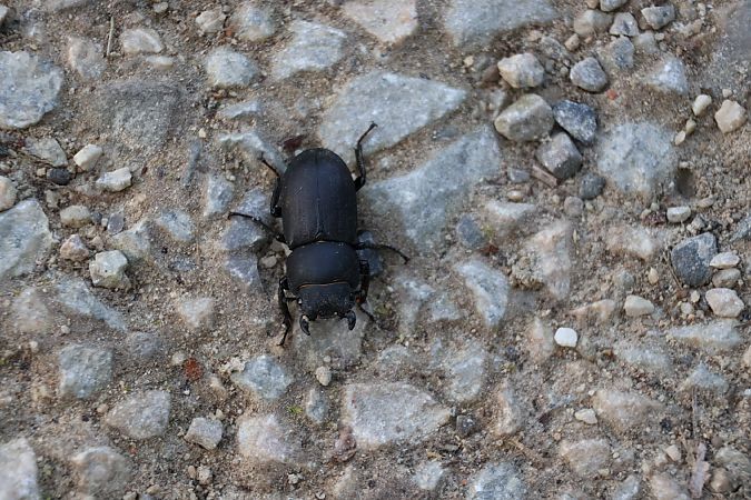 Dorcus parallelipipedus  - Lorenzo Lanzani