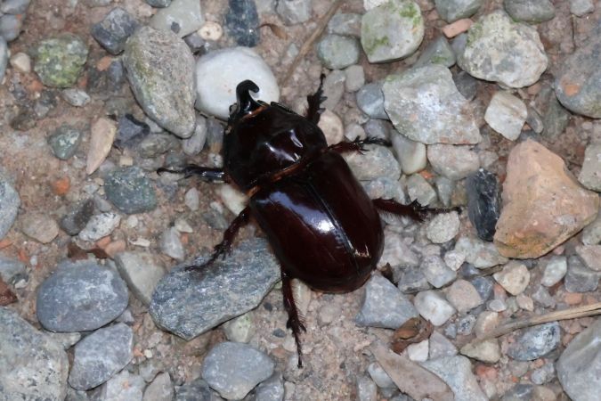 Oryctes nasicornis  - Lorenzo Lanzani