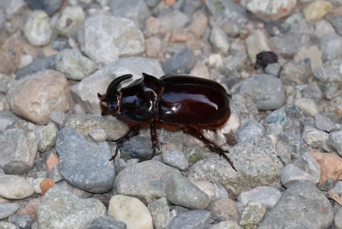 Oryctes nasicornis  - Lorenzo Lanzani