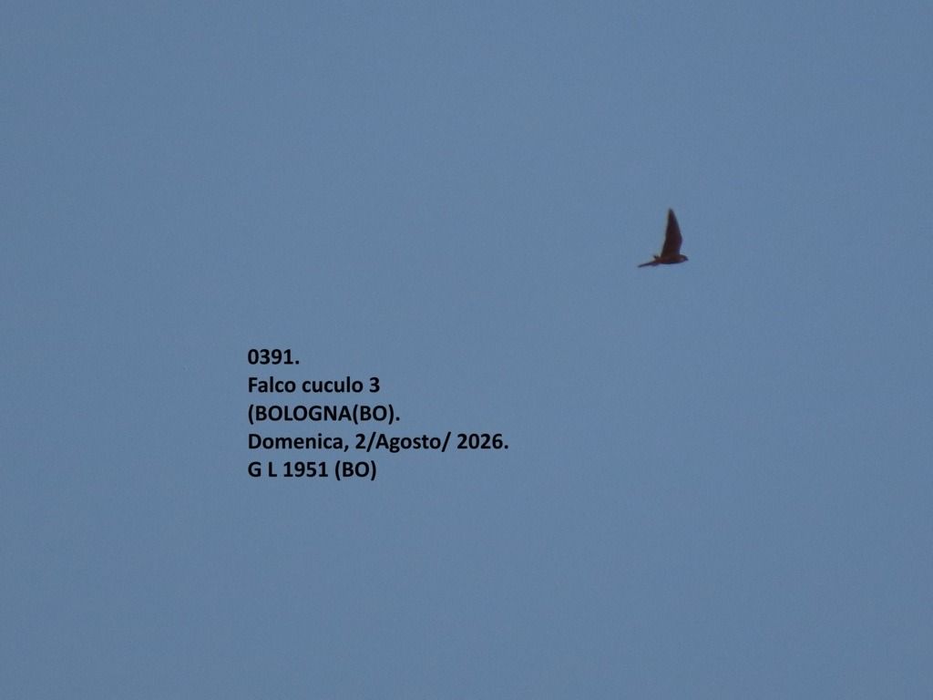 Falco cuculo  - Giorgio Leoni
