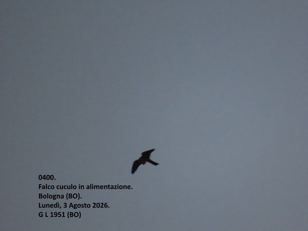Falco cuculo  - Giorgio Leoni