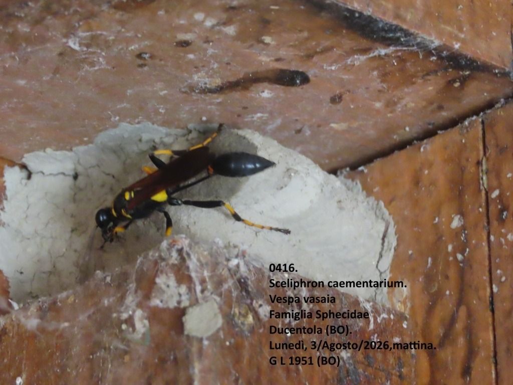 Sceliphron caementarium  - Giorgio Leoni