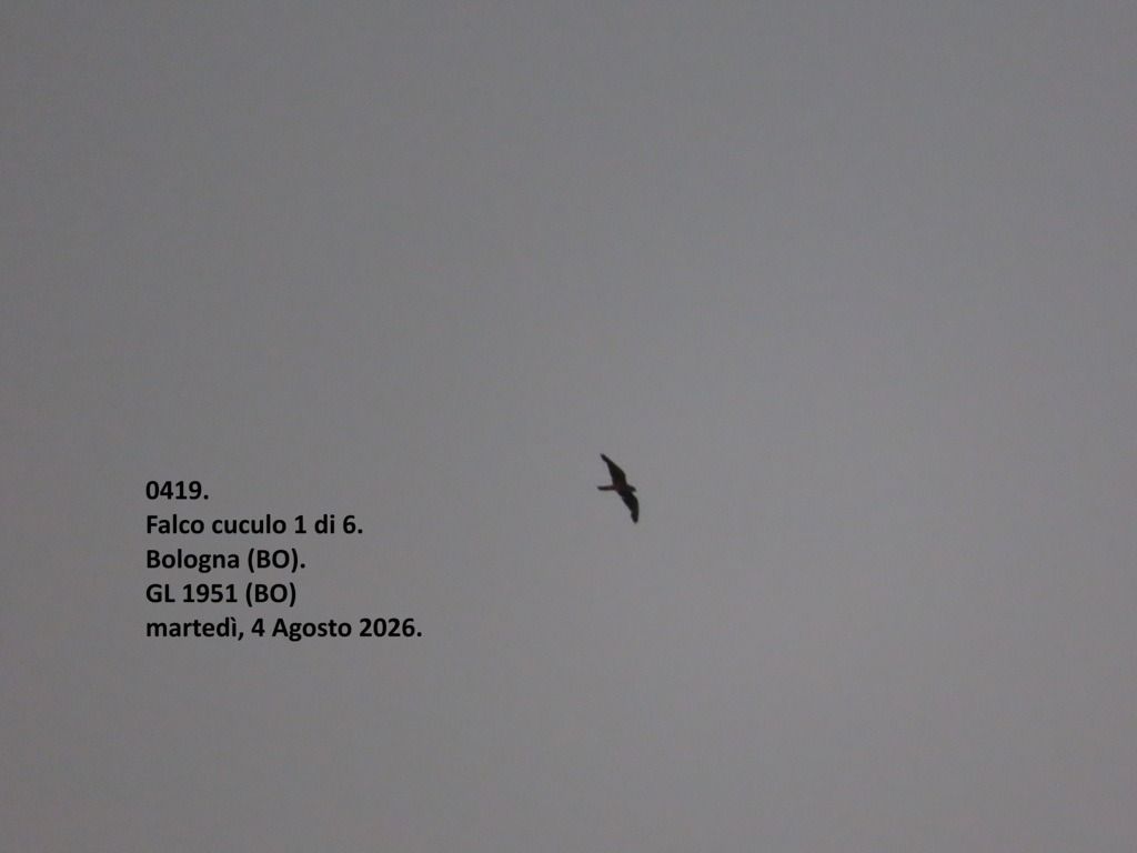 Falco cuculo  - Giorgio Leoni