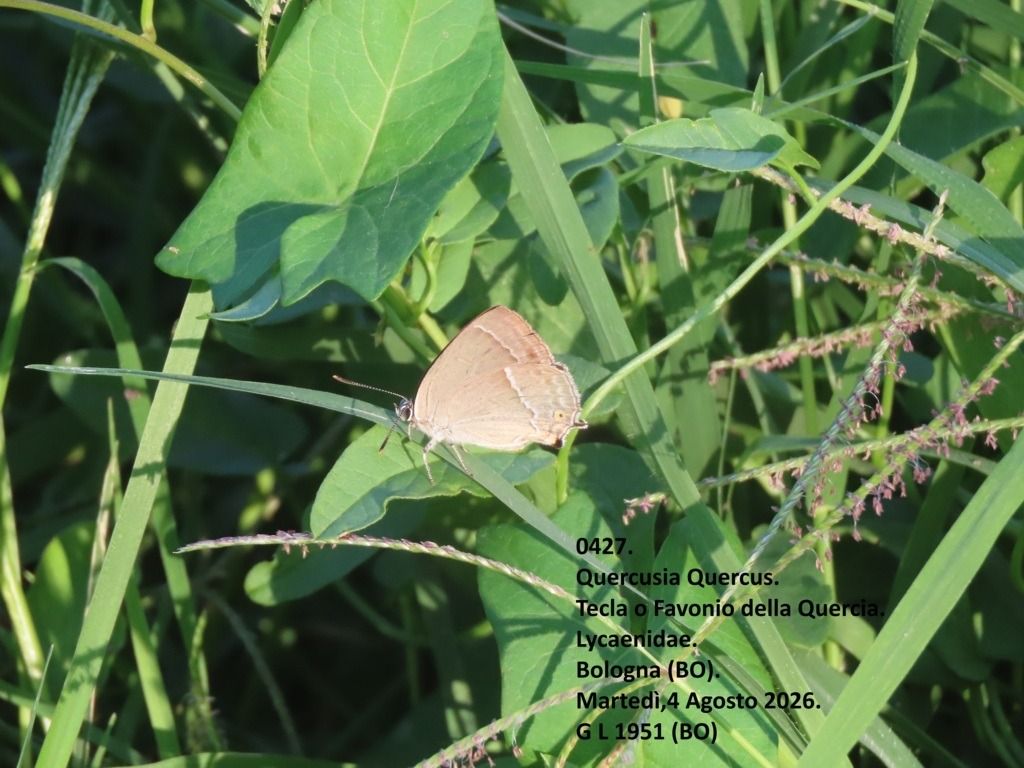 Favonius quercus  - Giorgio Leoni