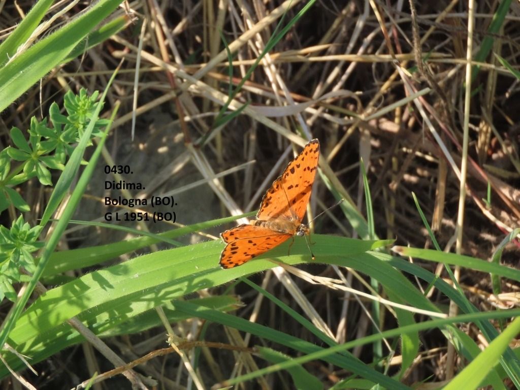 Melitaea didyma  - Giorgio Leoni
