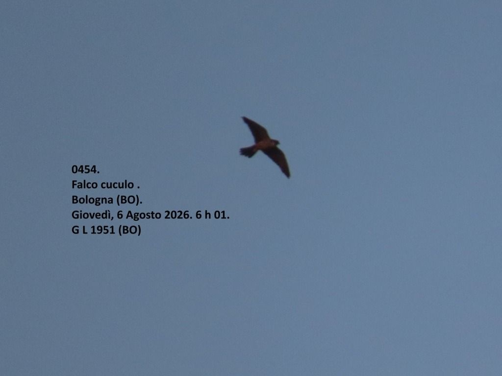 Falco cuculo  - Giorgio Leoni